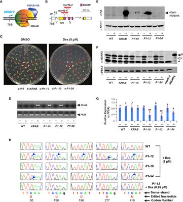 Frontiers MORF2 Mediated Plastidial Retrograde Signaling Is Involved